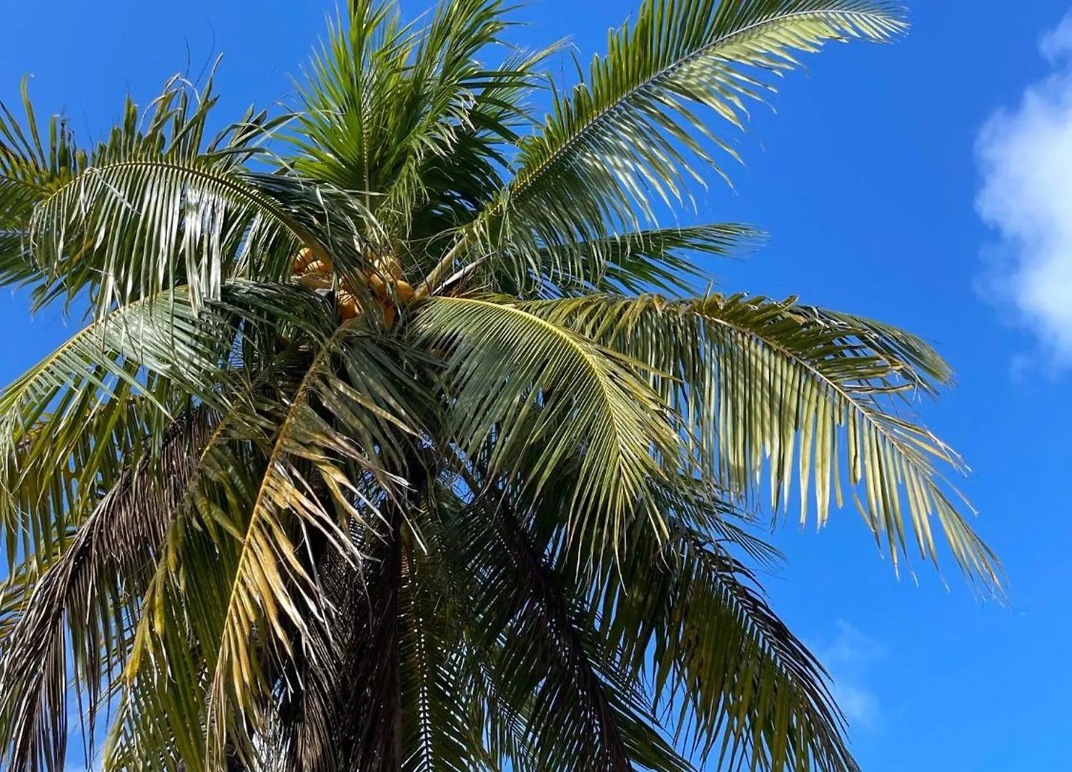 Golden Palms House Bed & Breakfast Nassau